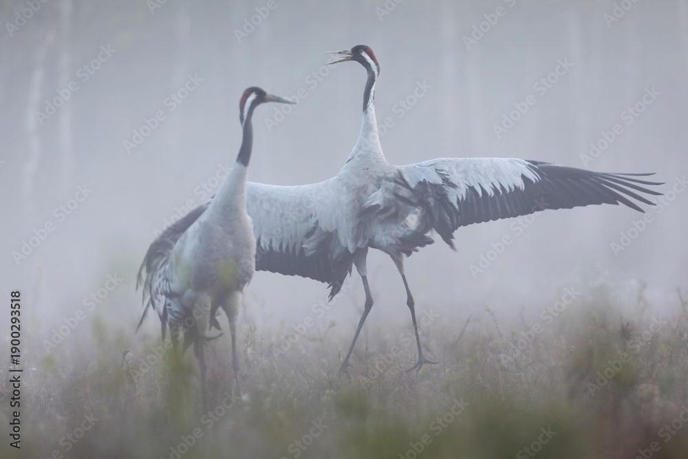 Obraz premium Żuraw (Grus grus), crane