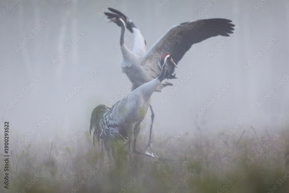 Fototapeta premium Żuraw (Grus grus), crane