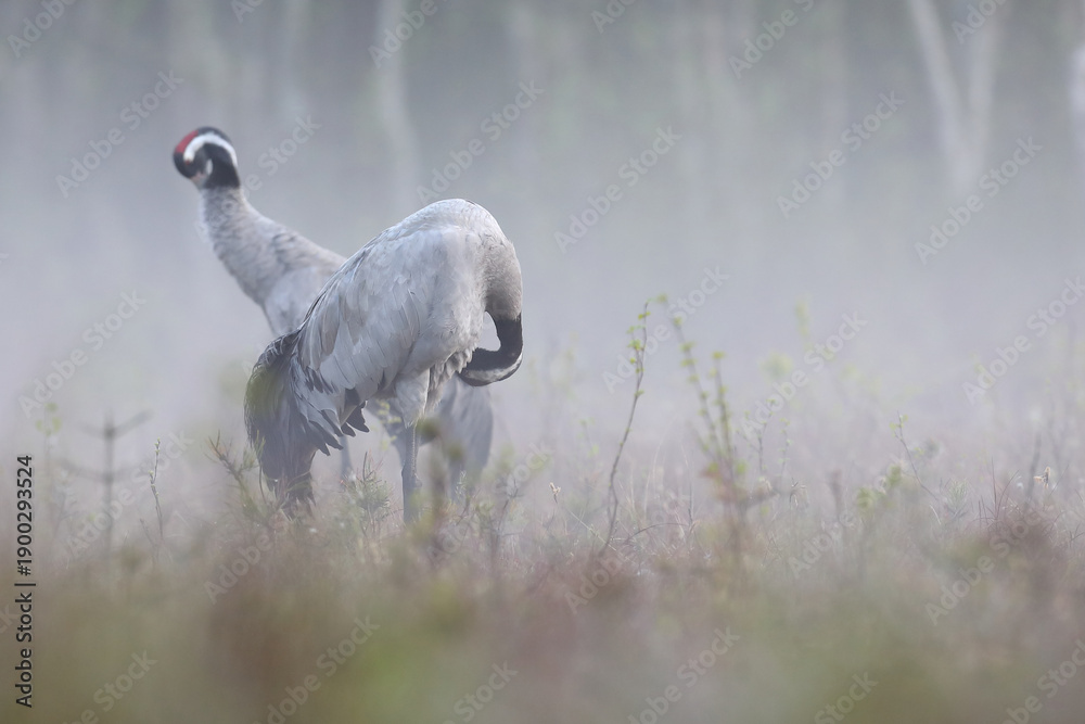 Fototapeta premium Żuraw (Grus grus), crane