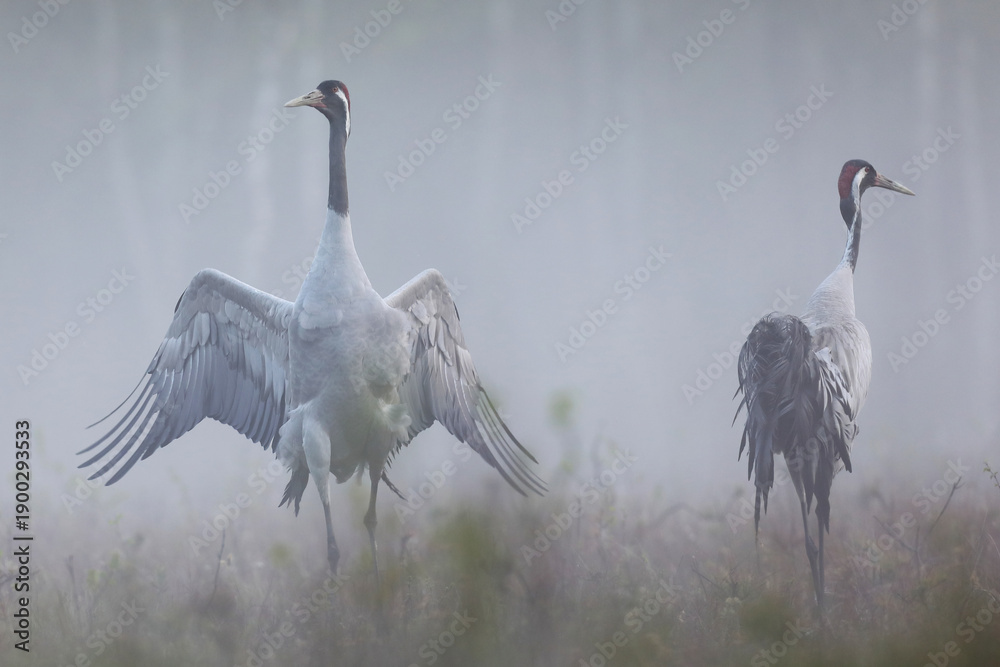 Fototapeta premium Żuraw (Grus grus), crane