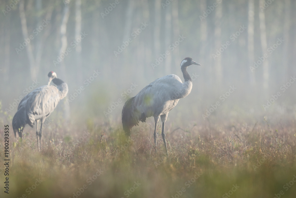 Fototapeta premium Żuraw (Grus grus), crane