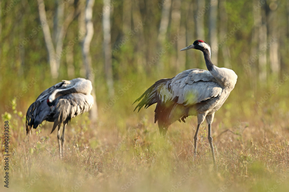 Fototapeta premium Żuraw (Grus grus), crane