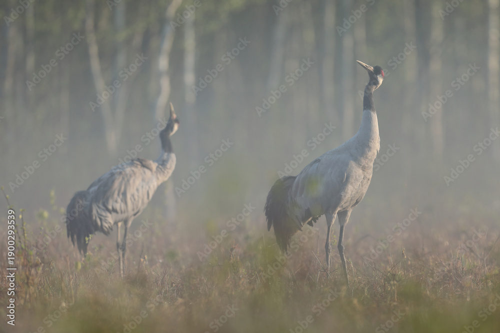 Fototapeta premium Żuraw (Grus grus), crane
