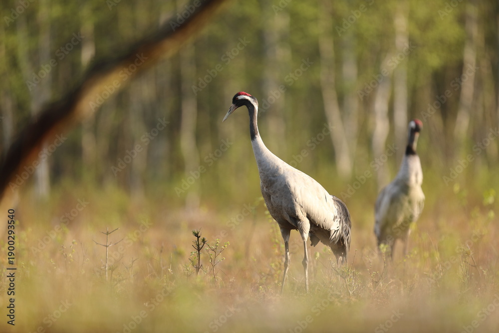 Fototapeta premium Żuraw (Grus grus), crane