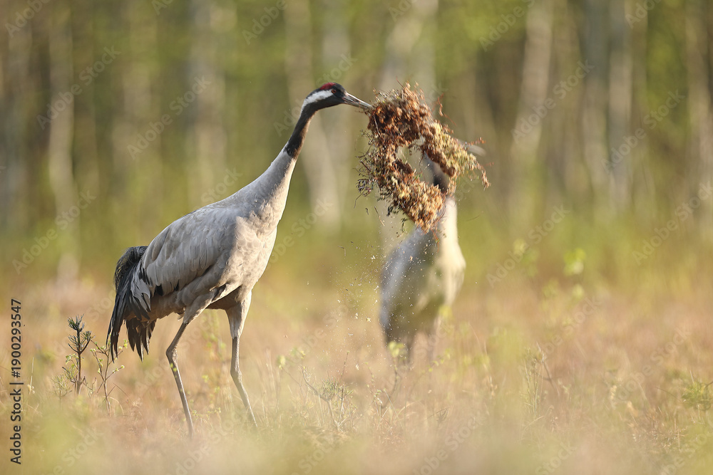 Naklejka premium Żuraw (Grus grus), crane