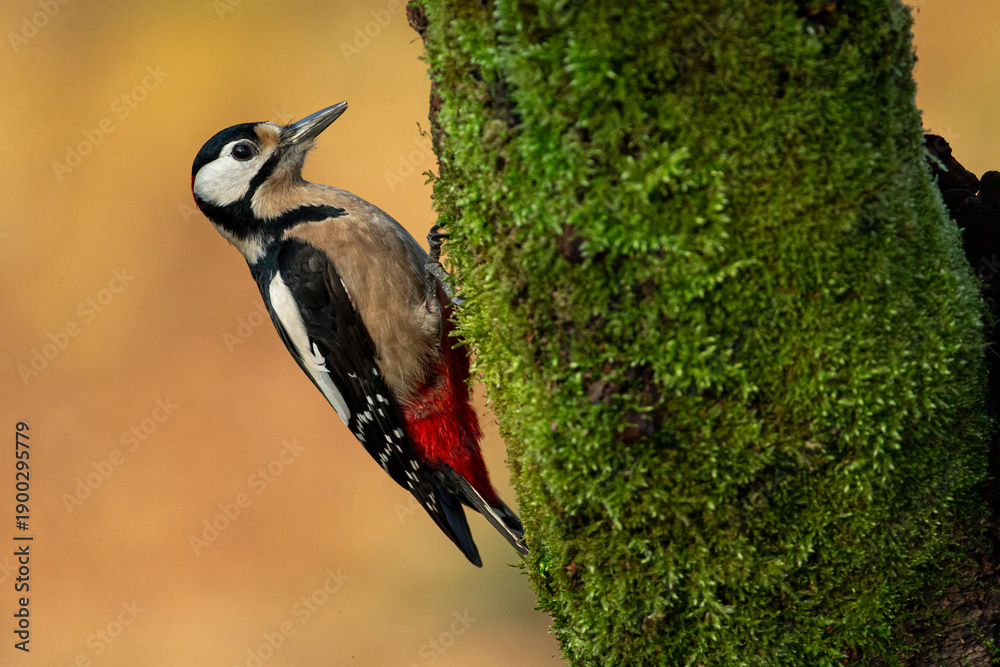 Obraz premium Great spotted woodpecker (Dendrocopos major) partially hidden on a tree trunk covered with ivy in a woodland environment.