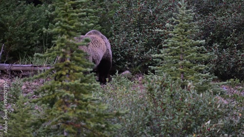 Wallpaper Mural Grizzly bear in the wild Torontodigital.ca