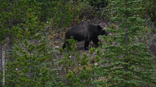 Wallpaper Mural Grizzly bear in the wild Torontodigital.ca