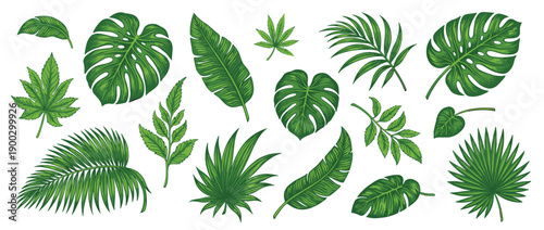 Green Tropical Leaf Vector Illustration Set with Monstera and Palm Foliage for Summer Nature Graphic Design Isolated on White Background