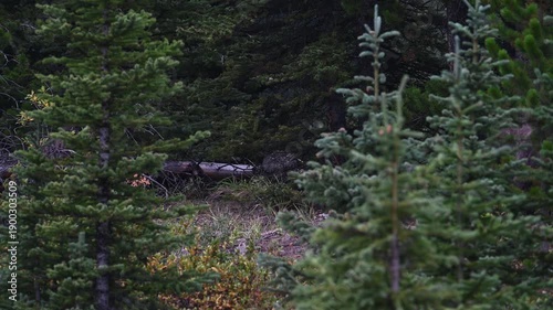 Wallpaper Mural Grizzly bear in the wild Torontodigital.ca