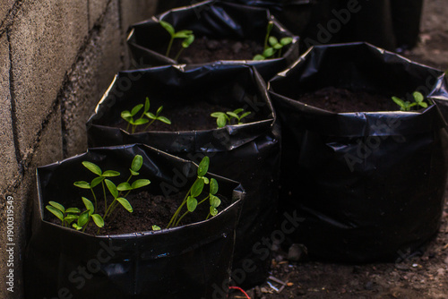 Cucumber seedlings 9 days old