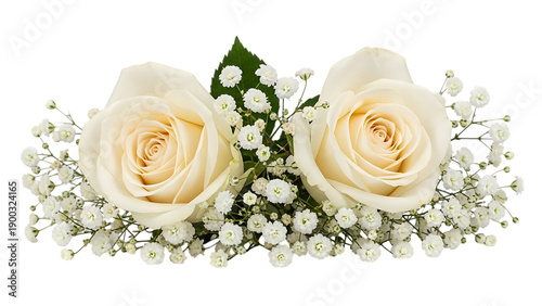 Two white roses with baby's breath flowers isolated on a transparent background floral arrangement green leaves