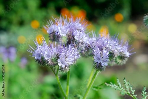 Flowering of phacelia in the garden, siderata and honey plant. Selective focus