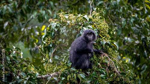 Foto East Javan langur (Trachypithecus auratus), also known as the ebony lutung, bude