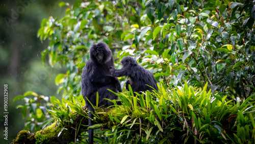 Fotografija East Javan langur (Trachypithecus auratus), also known as the ebony lutung, bude