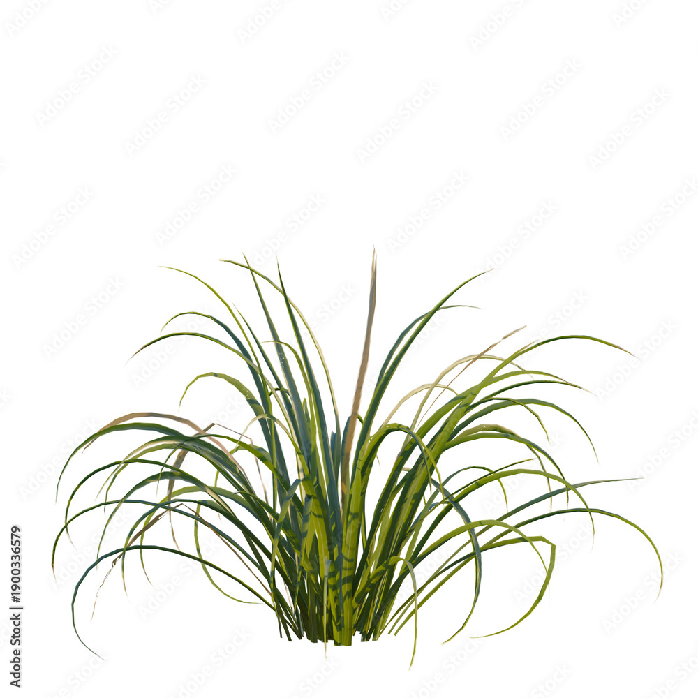 Fototapeta premium Cymbopogon citratus tree, front view, cutout, transparent background, isolate, Elevation, Green grass texture, detailed closeup, vibrant summer meadow, lush foliage, natural landscape