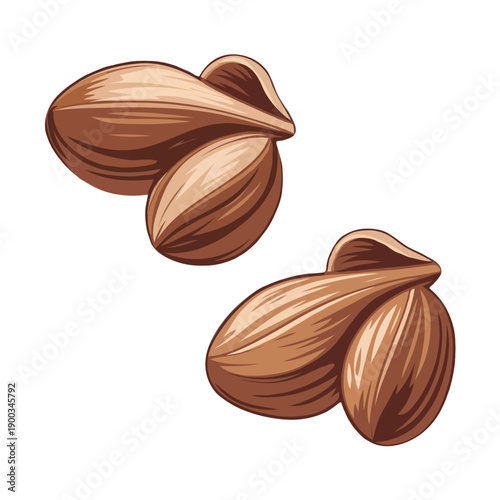 A close-up view of three brown hazelnuts with a rough and wrinkled texture. isolated on white background, Vector, illustration