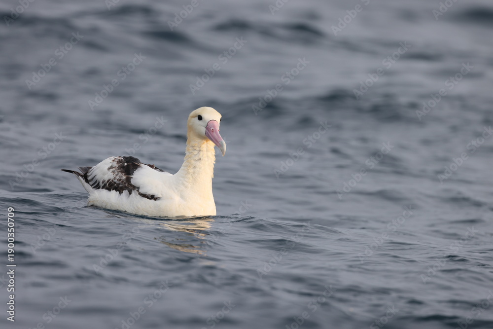 Fototapeta premium The short-tailed albatross or Steller's albatross (Phoebastria albatrus) is a large rare seabird from the North Pacific. This albatross is Senkaku island species.