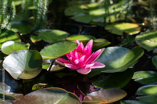 rosa Seerose in Teich