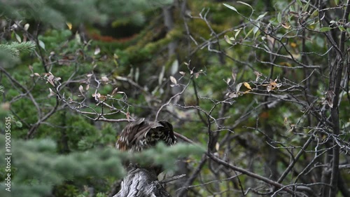 Wallpaper Mural Grouse in the Canadian Rockies Torontodigital.ca