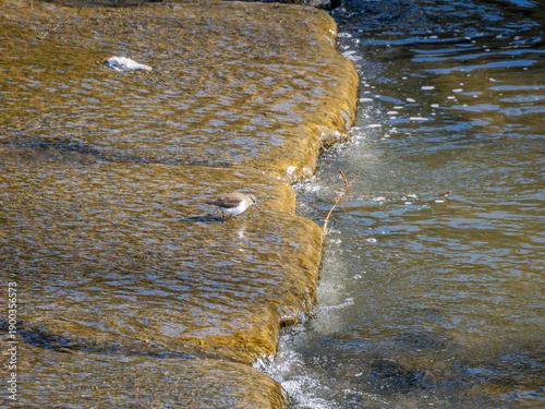 川の堰で餌を探すイソシギ