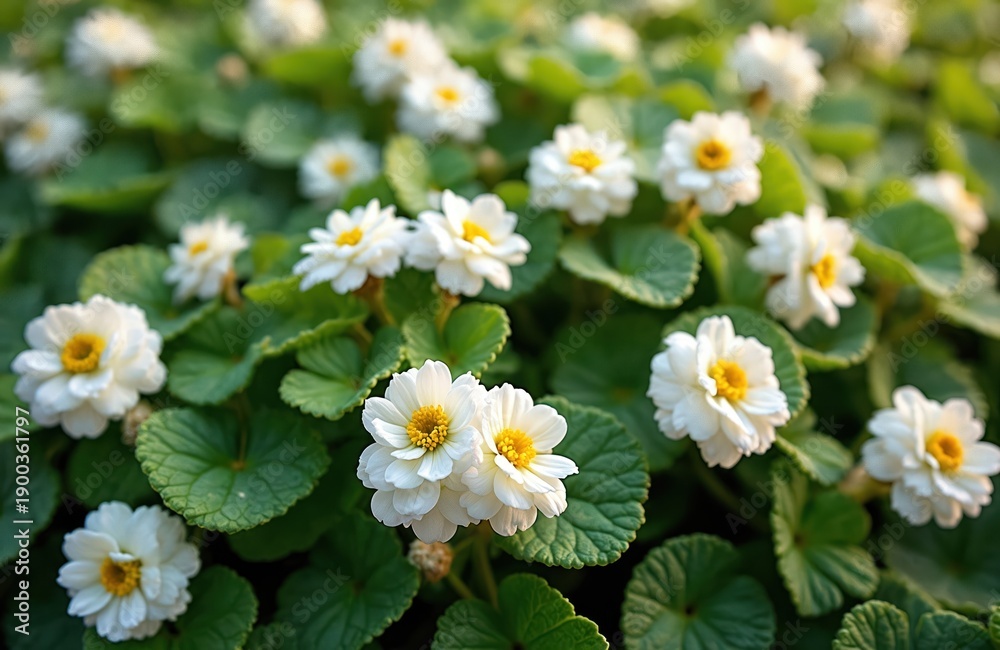 Obraz premium White begonia flowers bloom on green leafy ground cover. Small delicate petals with yellow centers create a natural carpet. Plants grow densely in sunlight during summer season.