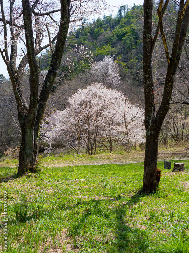 Fototapeta premium 桜が咲いた山の都市緑地公園
