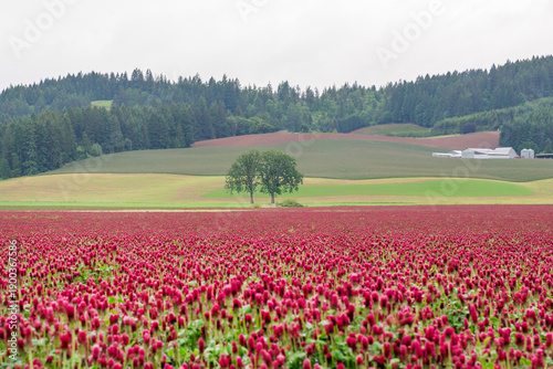 Картината върху платно A red clover field in Oregon on a rainy spring day