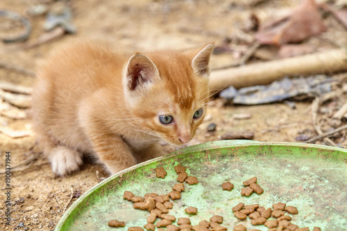Fotografi Adorable Ginger Kitten Eating Dry Food Outdoors