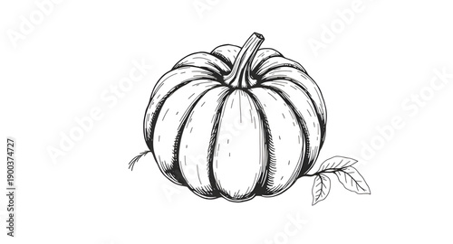 pumpkin, squash, gourd, vegetable, autumn, fall, harvest, halloween, thanksgiving, seasonal, orange, round, ribbed, stem, leaf, organic, natural, farm, garden, rustic, handdrawn, sketch, doodle, outli