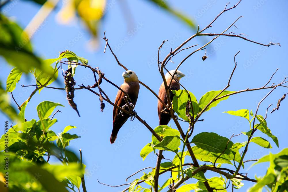 Fototapeta premium Lonchura maja bird, also known as White-headed Munia perched on its nest with blue sky background