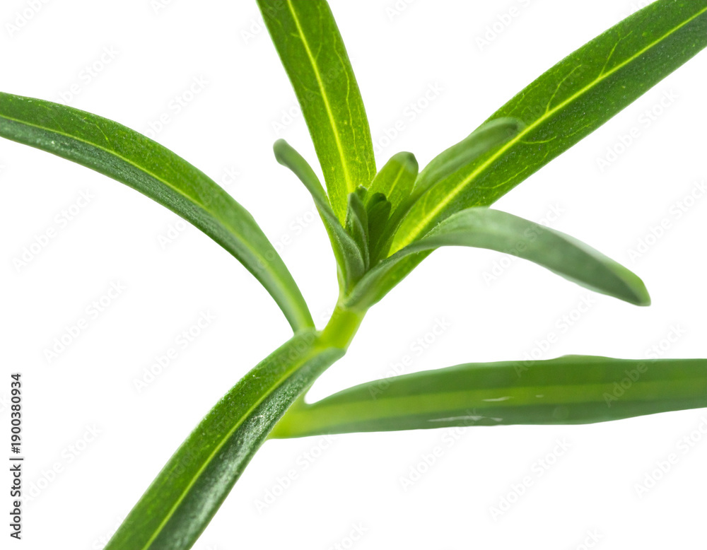 Fototapeta premium Vibrant green plant stem with elongated leaves reaching upward
