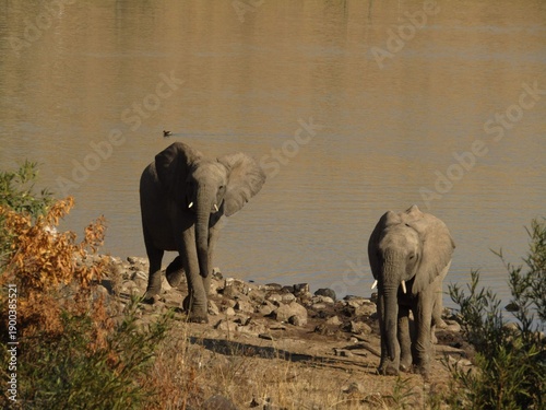 Canvas Print elephants in the wild