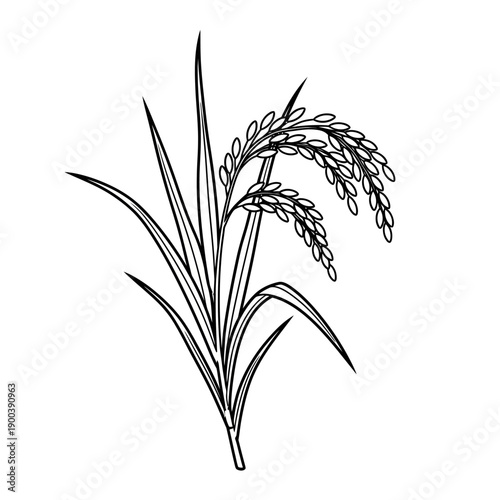 Detailed illustration of rice plant.