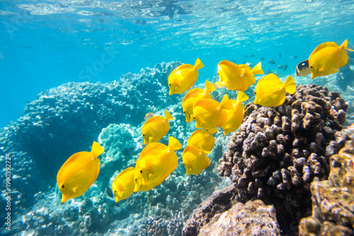 School of yellow tang swimming over coral reef in clear tropical water at Captain Cook, Big Island, Hawaii, United States.