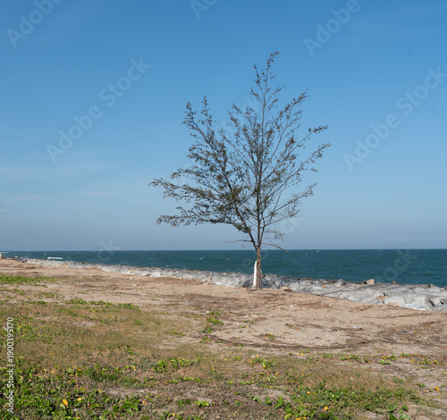 Peaceful nature landscape showing solitary tree standing on rocky coast near blue ocean and clear sky creating tranquil summer atmosphere