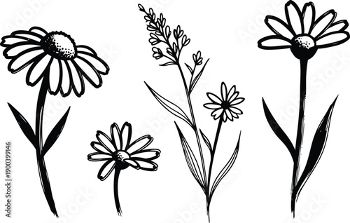 black and white illustration of various daisies and wildflowers with leaves