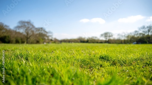 ryegrass. Vast meadow of lush perennial ryegrass waving under a clear blue sk...