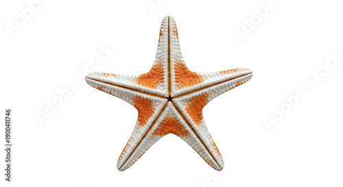 Orange and White Starfish Close-up