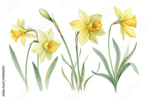 Watercolor Daffodil Flower Painting, Spring Floral Art, vector pack illustration Isolated on White background