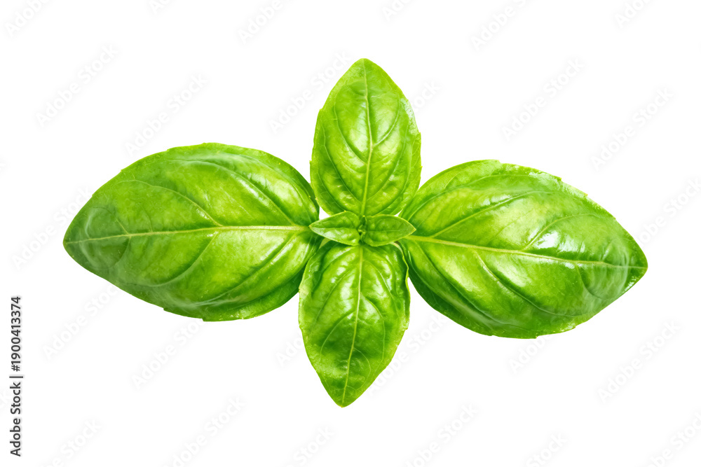 Fototapeta premium Fresh Basil Leaves on White Background