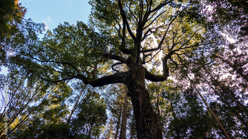 森林の中の大木