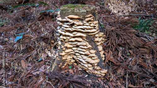 森林の中の切株とキノコ