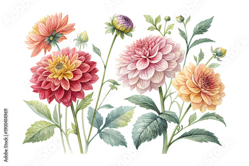 Bright Dahlia Watercolor Flower, Decorative Floral Illustration Isolated on White