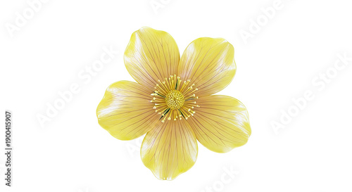 Yellow Buttercup Flower with Fine Veins