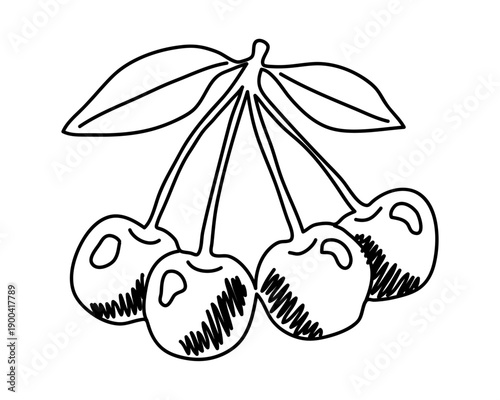 Doodle hand-drawn cherry bunch. Minimalist line art Vector illustration Editable stroke.