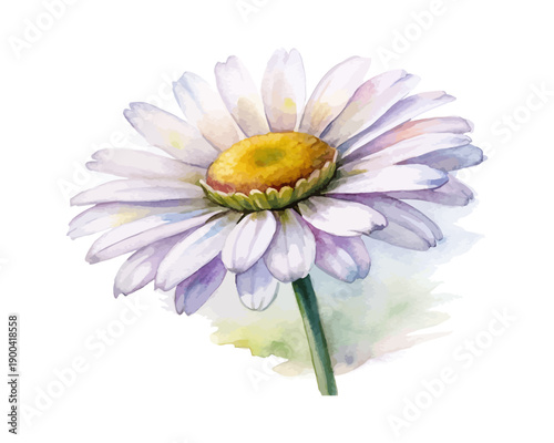 Watercolor Daisy Flower Painting, Simple Botanical Element, Isolated on White background