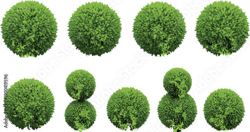 Collection of green boxwood shrubs and topiary bushes with sphere and double ball shapes isolated on white background for garden landscape design and architecture