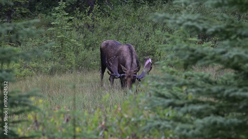 Wallpaper Mural Bull moose in the fall in the Canadian Rockies Torontodigital.ca