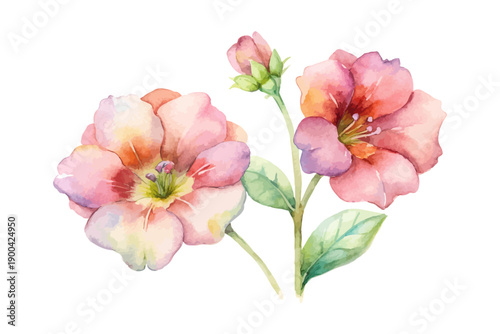 Delicate Diascia Watercolor Flower, Soft Garden Botanical Illustration Isolated on White